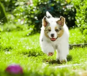 An Australian Shepherd puppy joyfully runs in the garden, eagerly chasing after a colorful ball.
